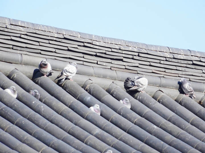 屋根上の複数の鳩